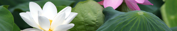 blog_banner_hasu