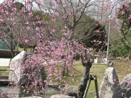 2010s-sakura014