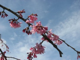 2010s-sakura02