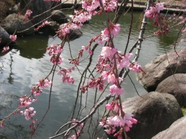 2010s-sakura03