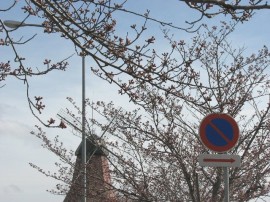 2010s-sakura04