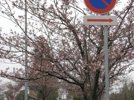 2010s-sakura11