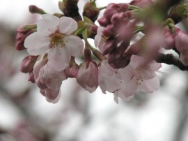 2010s-sakura12