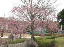 2010s-sakura21
