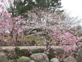 2010s-sakura22-11