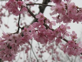 2010s-sakura22