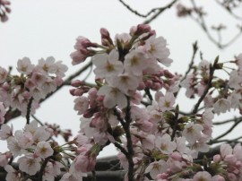 2010s-sakura24