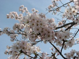2010s-sakura32
