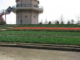 2010s-tulip111