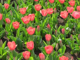 2010s-tulip12