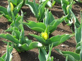 2010s-tulip13